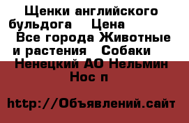 Щенки английского бульдога  › Цена ­ 60 000 - Все города Животные и растения » Собаки   . Ненецкий АО,Нельмин Нос п.